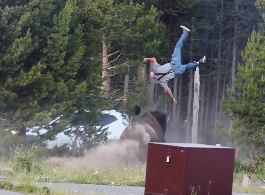 Washington resident Carl McDaniel reaches about eight feet in the air after being struck by a bison near Yellowstone Lake on July 10, 2026.