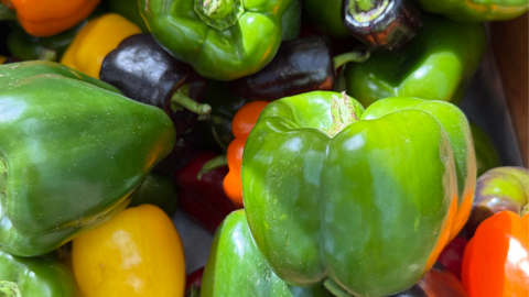 A variety of peppers. (Kathy Gunst/Here & Now)