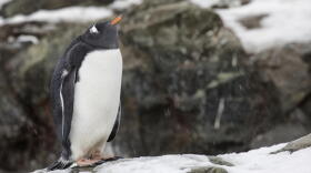A Gentoo penguin, which researchers divide into four distinct species, one of which was previously unknown to scientists. (Courtesy of Keith Barnes)