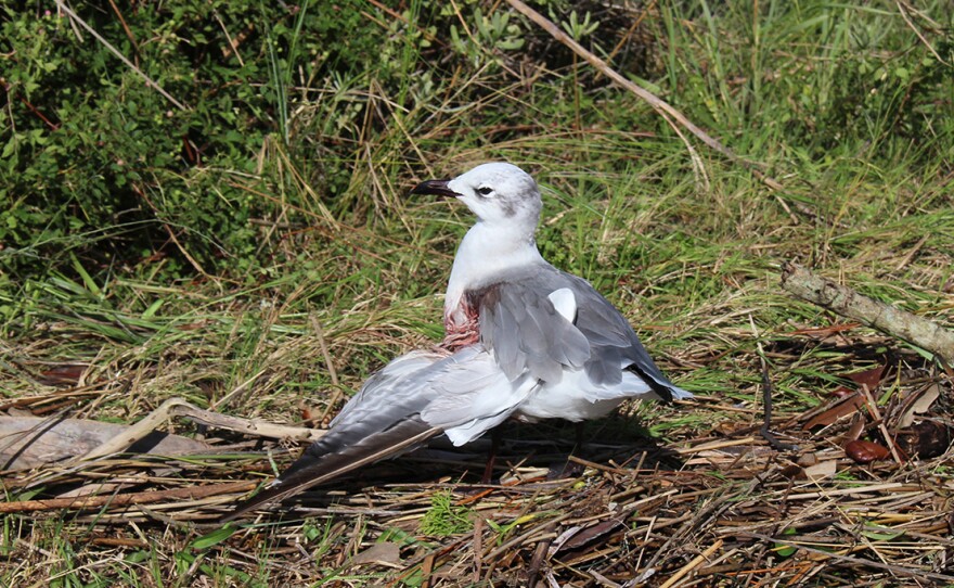 Dozens of dead seagulls were found littering the streets Friday morning following Hurricane Hermine. A seagull with a broken wing struggled during the aftermath. (Briana Erickson/WUFT News)