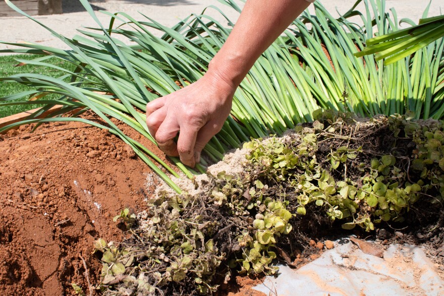 Artist Crista Cammaroto inserts Daffodil leaves into the soil to create her Terra Forma sculpture.