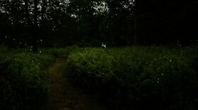 Firefly sanctuary at dusk in New Cannan, CT on July 9th, 2025.