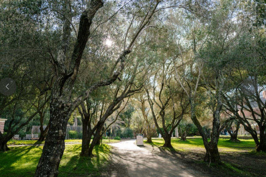 Olive Orchard.