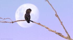 Byron Hakanson/Birdlife Australia