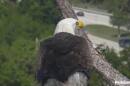 Back home again. Male bald eagle M15 returned to the nest off Bayshore Drive in North Fort Myers late Thursday after not being seen since late Tuesday.