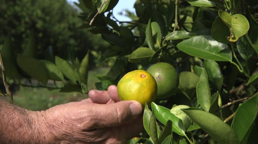 A hand holding up an orange