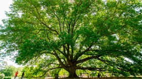 The Compton Oak in Colonial Williamsburg’s Historic Area will be the site of the Juneteenth Sunrise Service on June 16 at 6 a.m.