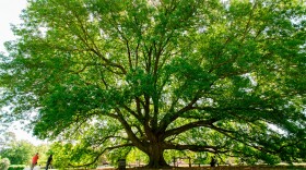 The Compton Oak in Colonial Williamsburg’s Historic Area will be the site of the Juneteenth Sunrise Service on June 16 at 6 a.m.