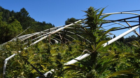 Photo of illegal grow operation in 2025 | From the Humboldt County Sheriff's Office