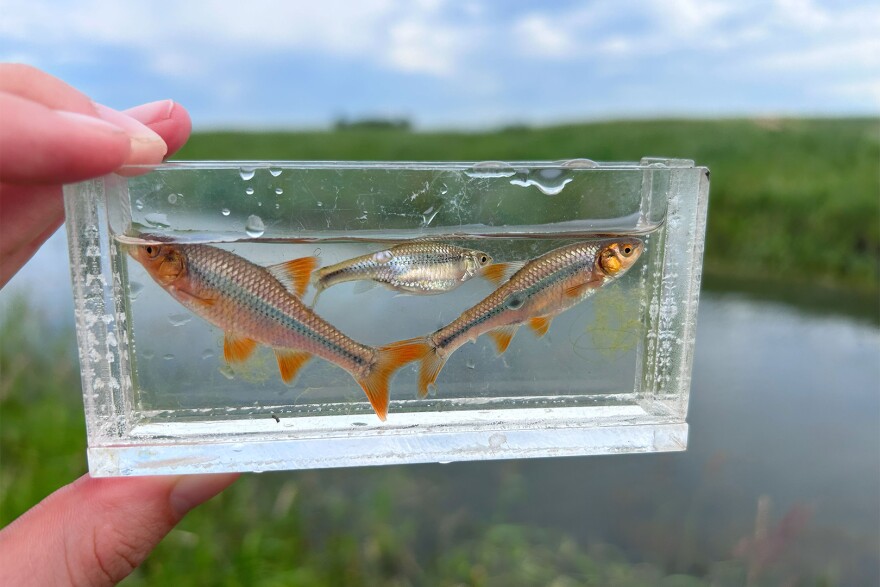 Three Topeka shiners from the Champepedan Creek Unit of the Northern Tallgrass Prairie National Wildlife Refuge in Minnesota, June 12, 2024.