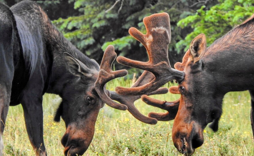 Photographer: Danielle Laumann, Title: Dueling moose, Category: Wyoming's Nature Bio: My name is Danielle Laumann and I live in Sheridan Wy. I work full time as an office manager for a pediatric practice but love doing photography as a hobby. I spend most weekends out and about in and near Sheridan County photographing wildlife. I came across 3 different sets of owlets this spring and these two were often the most photogenic. They seemed to be just as curious about me as I was about them. I made numerous trips out to visit them as to document their growing up before the leaves filled out in the trees and would become more difficult to view. They definitely grow up fast and out grow their nest quickly and eventually move on to exploring the this new big world!