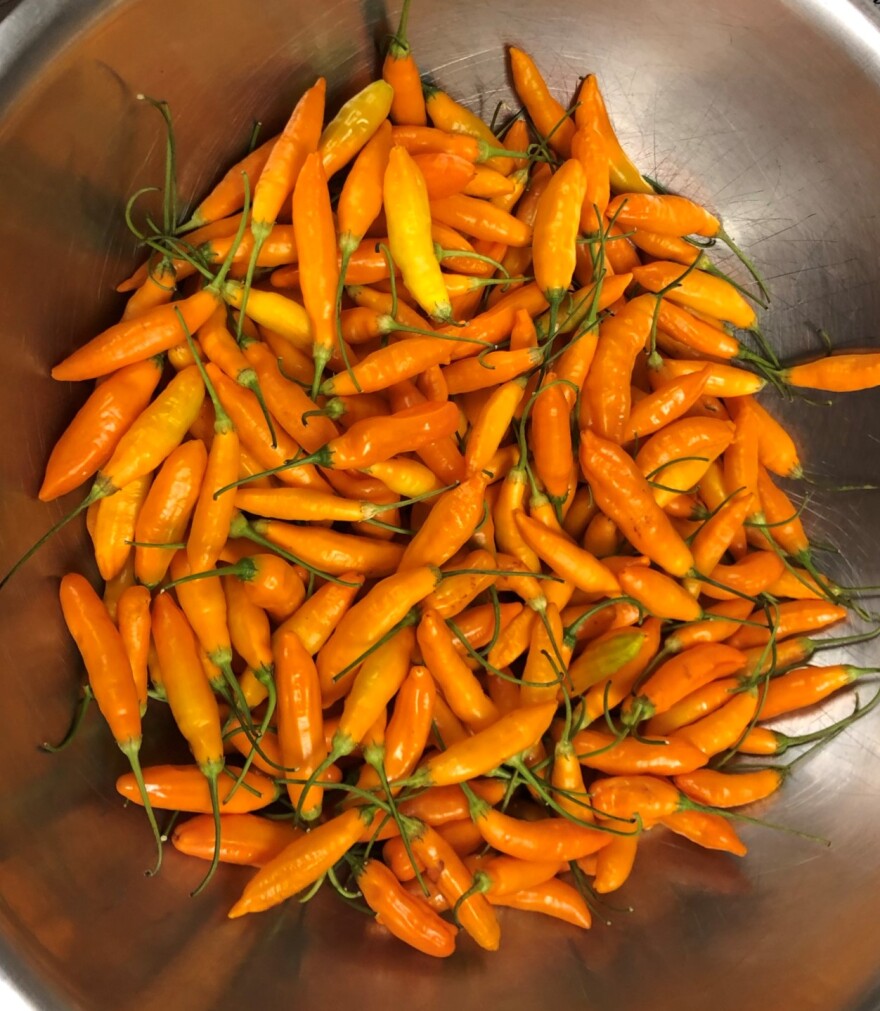A metal bowl of Aji Amarillos or Peruvian Yellow Peppers.