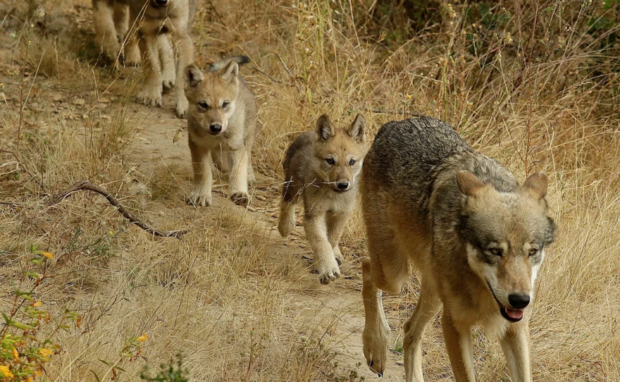 A male grey wolf leads his four pups to explore their habitat at the Oakland Zoo in Oakland, Calif., on July 1, 2019.