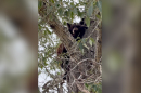 A small bear sits in a tree