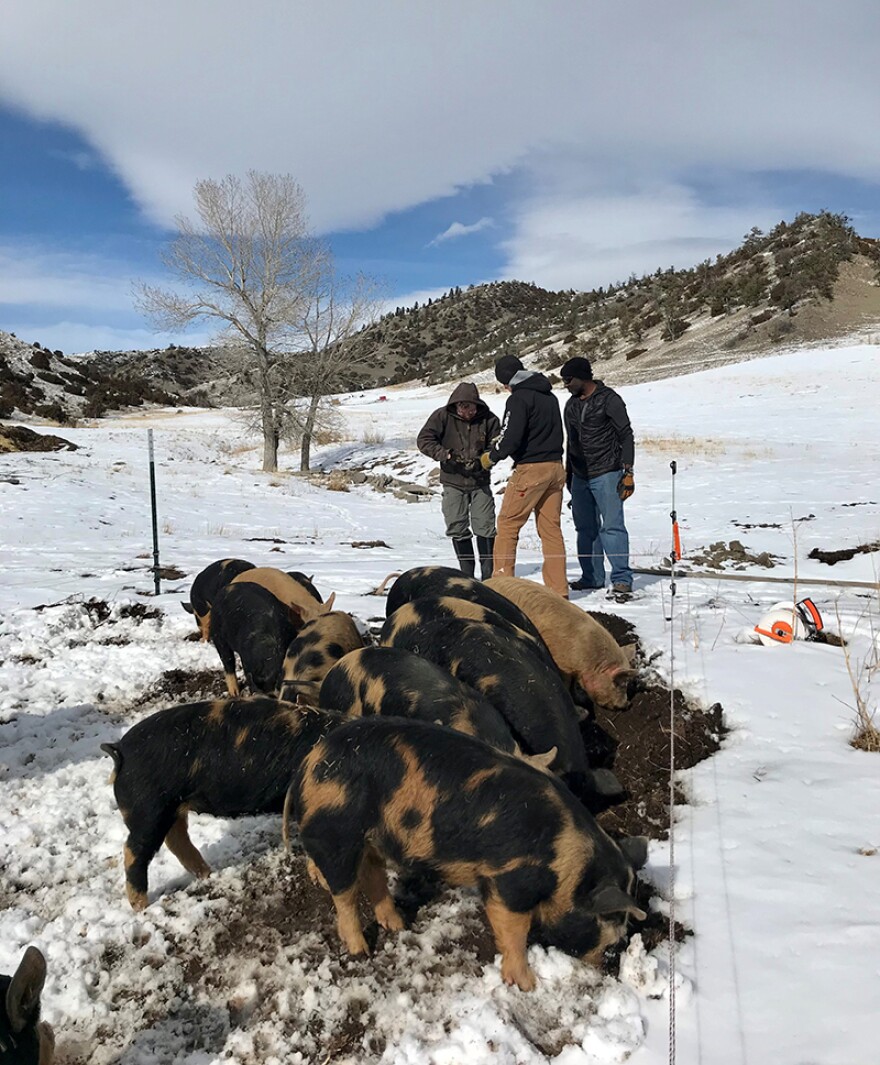 Tim Anthony puts up a fence to train piglets with Bill Jarosz and Leonard Wood at Black Dog Farm in Livingston