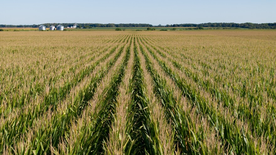 A field of corn, with grain storage bins in the background.