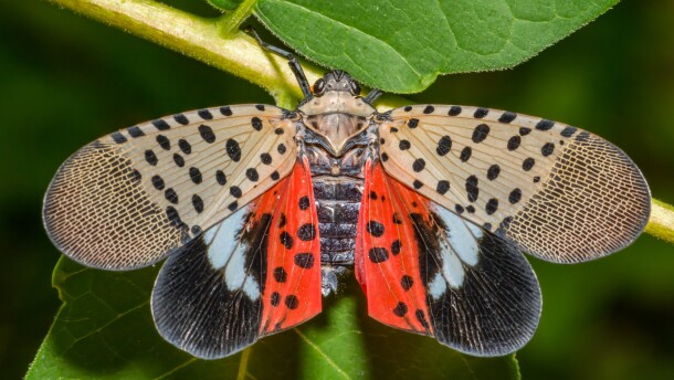A spotted lanternfly.