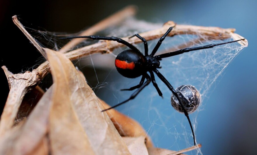 A black widow spider at the Australian Reptile Park in Sydney, Australia. (Ian Waldie/Getty Images)