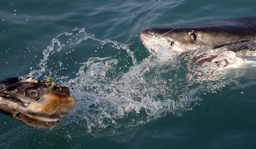 A great white shark tries to bite a fish head being trolled though the water as researchers chum the ocean looking for sharks off the coast of Gansbaai, South Africa, in 2016.