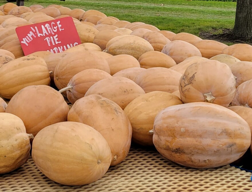 Dickinson pumpkins, displayed for sale at Ackerman Family Farms, located near Morton, Illinois. Morton is home to the Libby's pumpkin cannery, which led the way in establishing the Dickinson pumpkin as a widely-used pumpkin variety for pies and other foods.