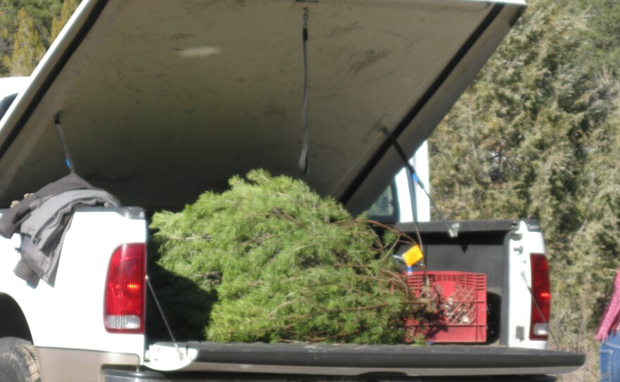 Four year-old Aidan and his family's white pine.