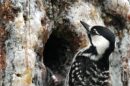 Red cockaded woodpeckers are black and white,