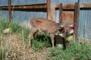 A file photo of a deer showing signs of chronic wasting disesase