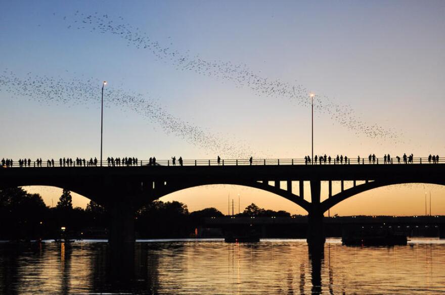 Mexican free-tailed bats emerge from under the Congress Avenue bridge. 