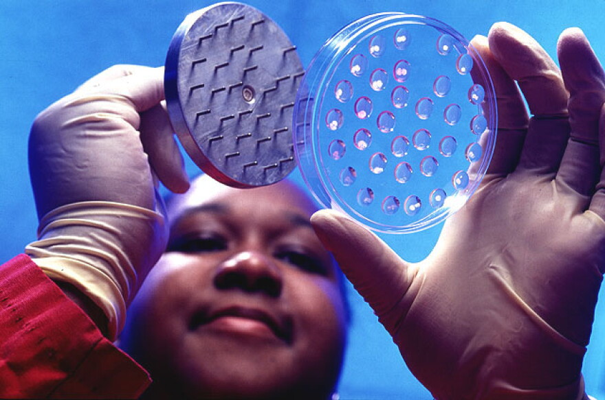 A photo taken from below a tray of clear samples, showing a woman holding a pin inoculator in the background
