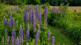 The prairie on the Allison property