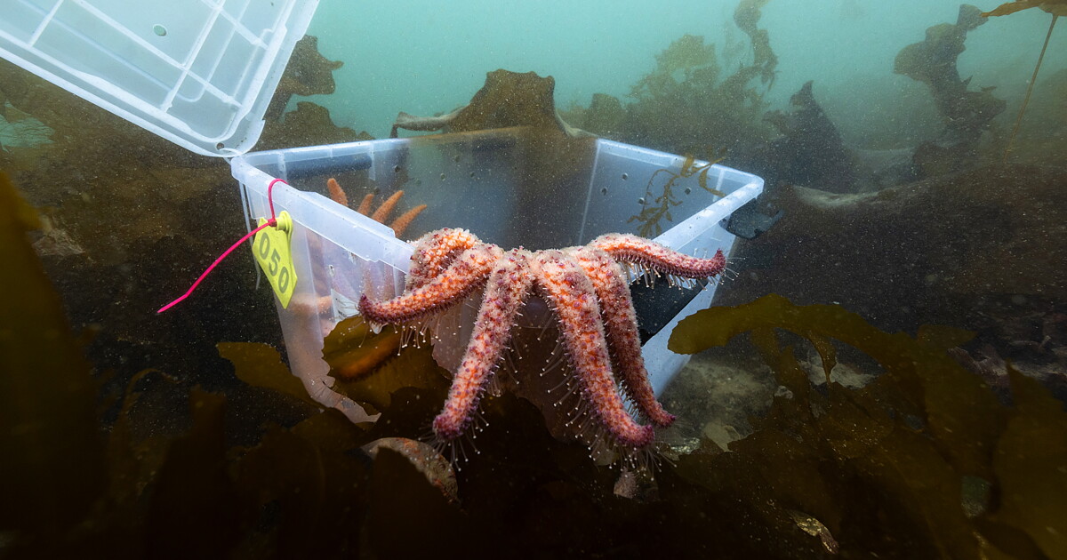 How a Northwest tribe and an endangered sea creature are helping each other