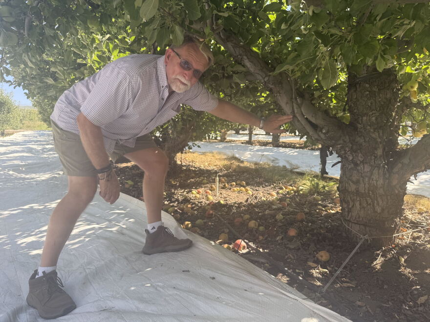 A man with gray hair crouches beneath the branches of a stout apple tree, pointing out where the Honeycrisp branches were grafted onto the trunks and roots of older red delicious trees.