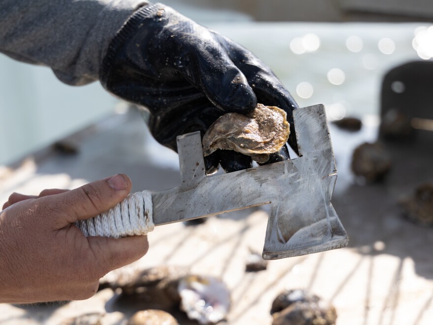 Johny Jurisich measures a freshly harvested oyster. He keeps those over 3 inches and puts the smaller ones back into the water.