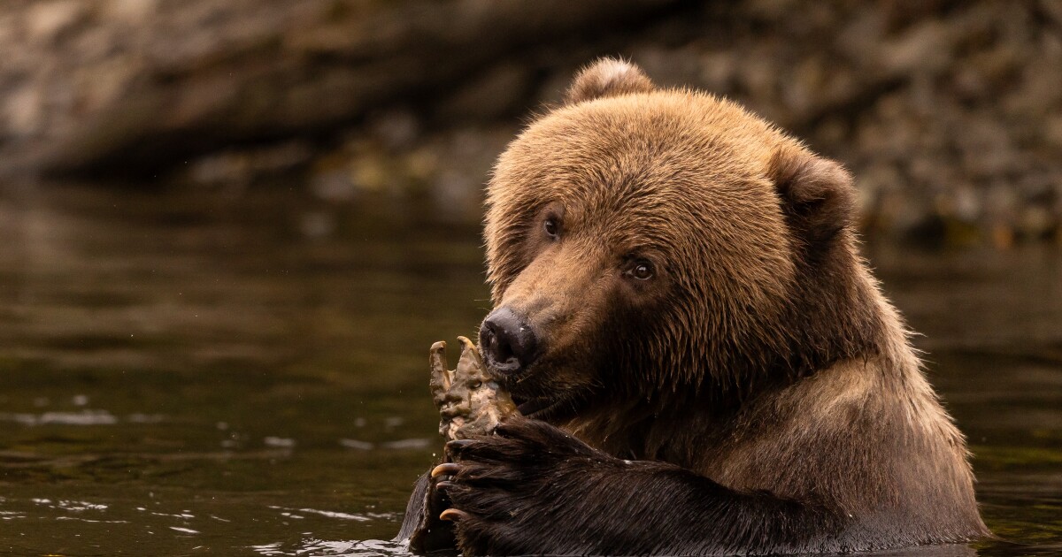 Earth Notes Bears’ Noses