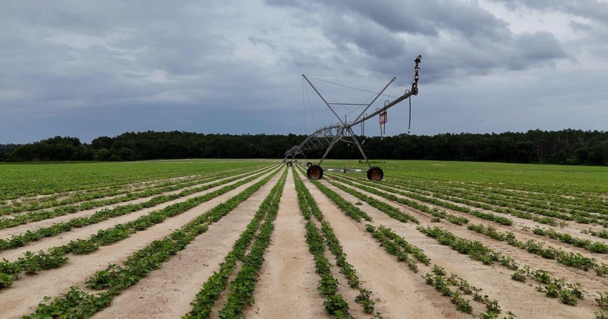 farmers-struggle-as-shifting-weather-patterns-disrupt-crops