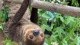 Blackberry is one of eight sloths remaining in the care of the Central Florida Zoo & Botanical Gardens in Sanford.