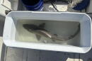 Juvenile sand tiger shark waits for tagging on board. (Katie Cole/WBUR)