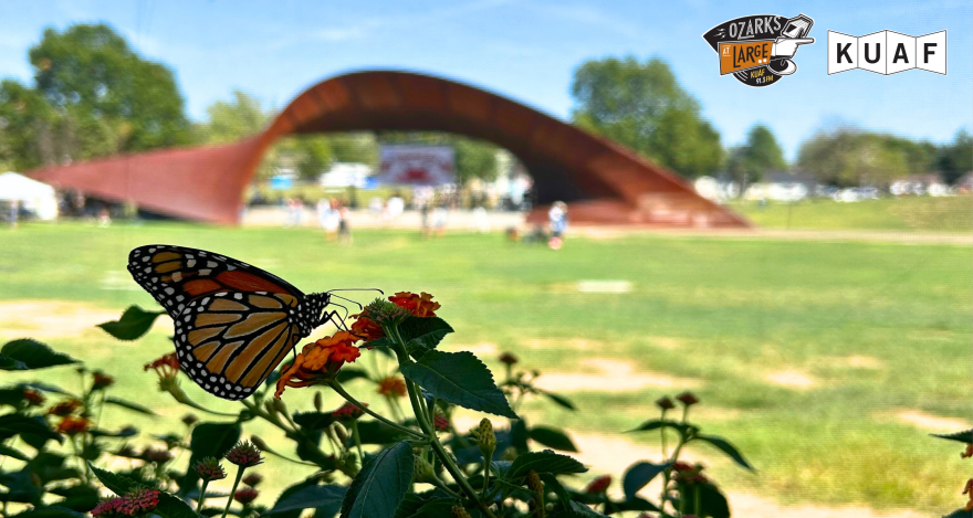 A monarch butterfly sips nectar from a lantana flower at Springdale's Luther George Park during the Monarch Flight Festival.