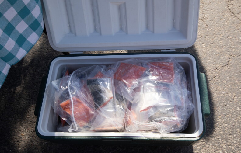Tons of bags of salmon pieces in a green cooler on ice.