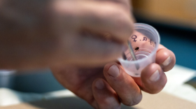 A lone star tick crawls inside a small plastic cup in a classroom at Oklahoma State University. The tick’s saliva contains sugar molecules that can cause alpha-gal syndrome.