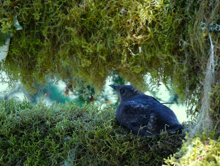 A marbled murrelet sits in a mossy nest.