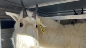 A mountain goat inside a cage before being released on Ben Lomond, Nov. 19, 2024. The goats in this cohort have yellow ear tags.