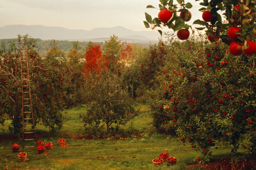 New technologies and a changing climate are altering the way apples are grown in places like New York's Hudson Valley and across the country.