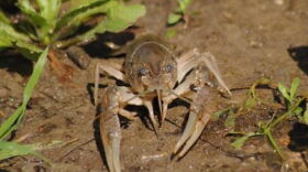 Mudbug