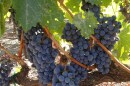 Wine Grapes