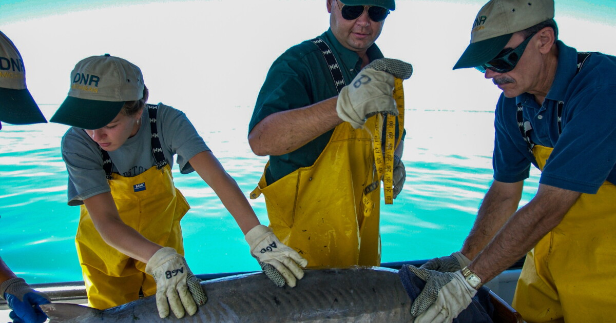New research suggests lake sturgeon may live far longer than previously thought