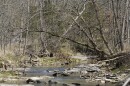 Thousands of fish were found dead in Columbia's Flat Branch Creek.