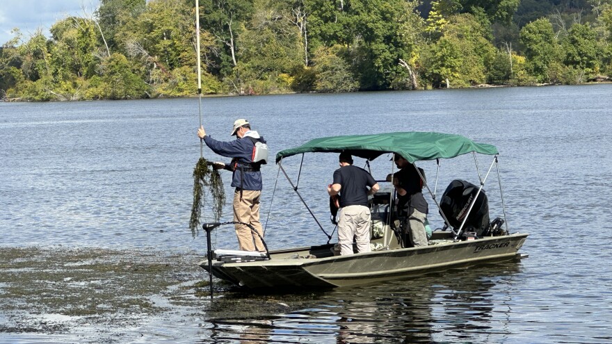 Army Corps of Engineers surveying Hydrilla.