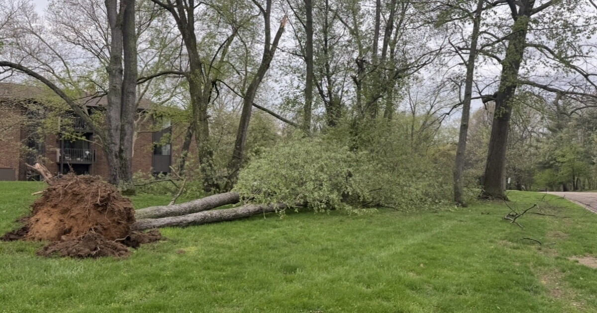 Trees and power lines downed across Southwest Michigan following high winds