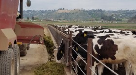 Cows at Frank Konyn Dairy eat a food mixture that contains spent grain, a waste product from the beer brewing process.